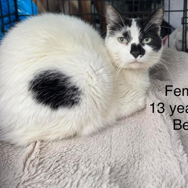 Enlarge Bella, a Adoptable Domestic Medium Hair in West Plains, MO image 1/3