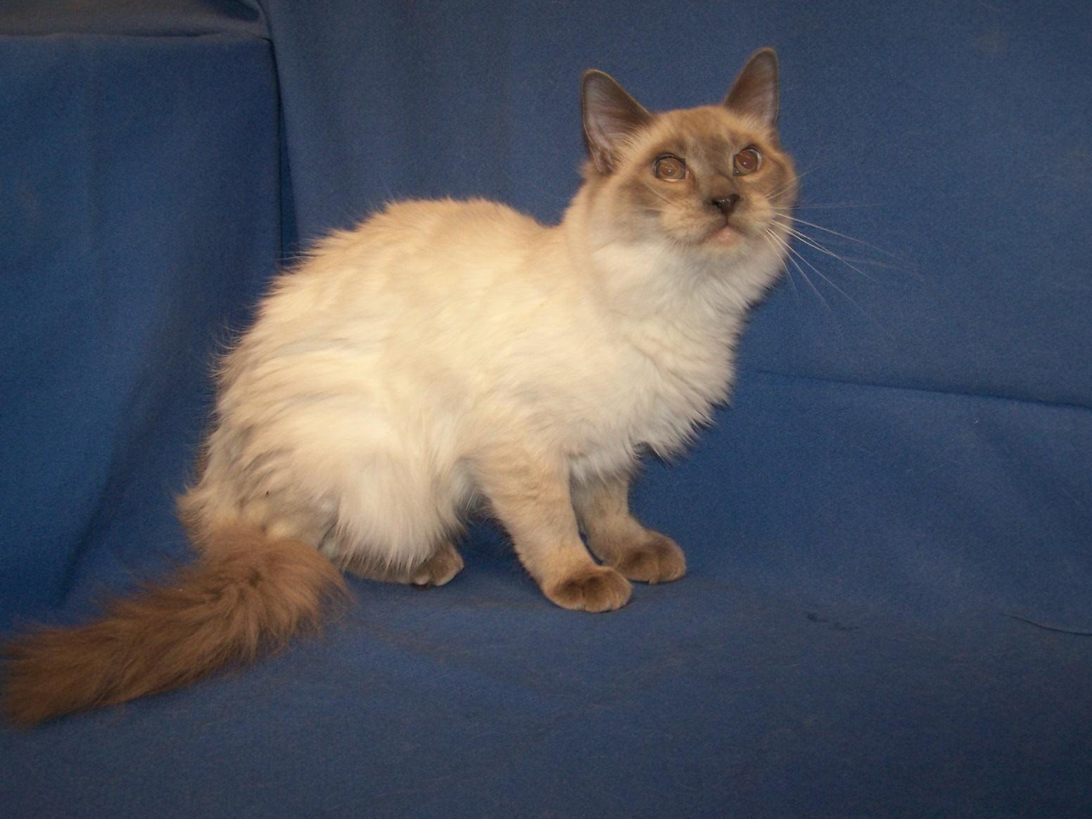 Enlarge K-Julep-Chong, a Adoptable mixed breed in Colorado Springs, CO image 1/1