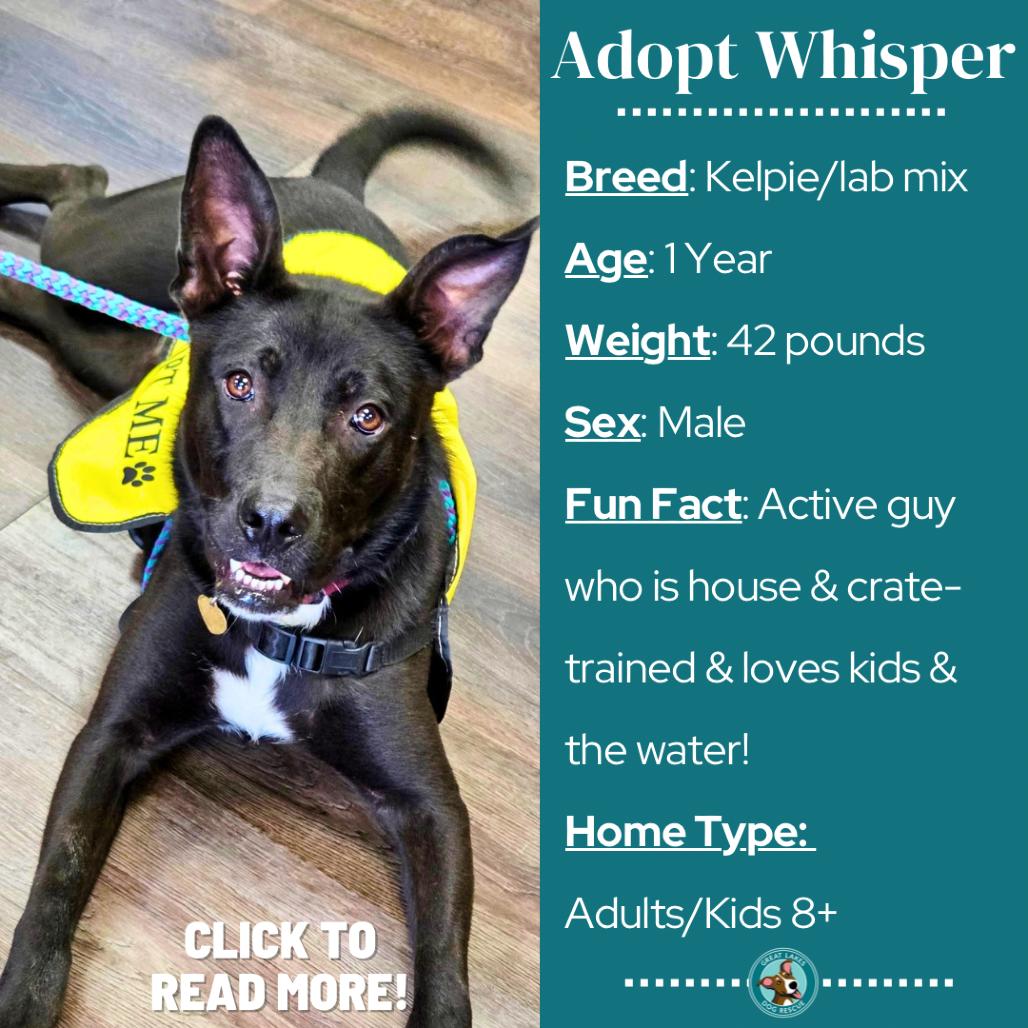 Enlarge Whisper, a Adoptable mixed breed in Metamora, MI image 1/6