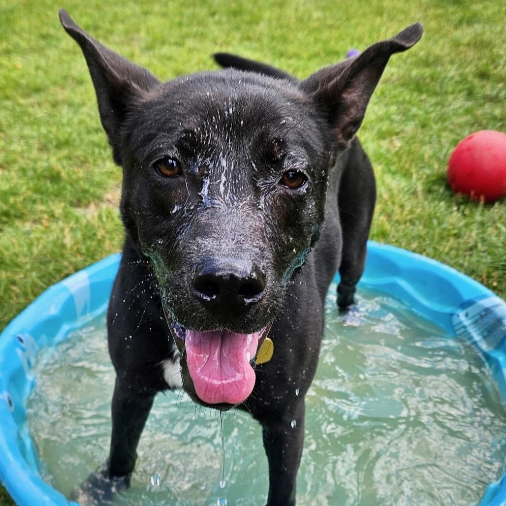 Enlarge Whisper, a Adoptable mixed breed in Metamora, MI image 3/6