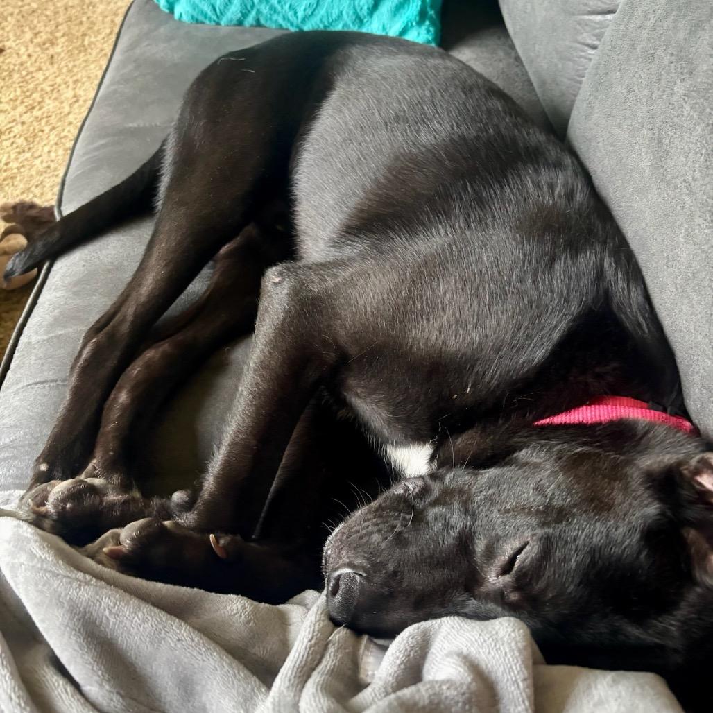 Enlarge Whisper, a Adoptable mixed breed in Metamora, MI image 5/6