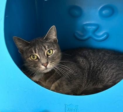 Nala, Adoptable, Adult Female Domestic Short Hair & Domestic Short Hair.