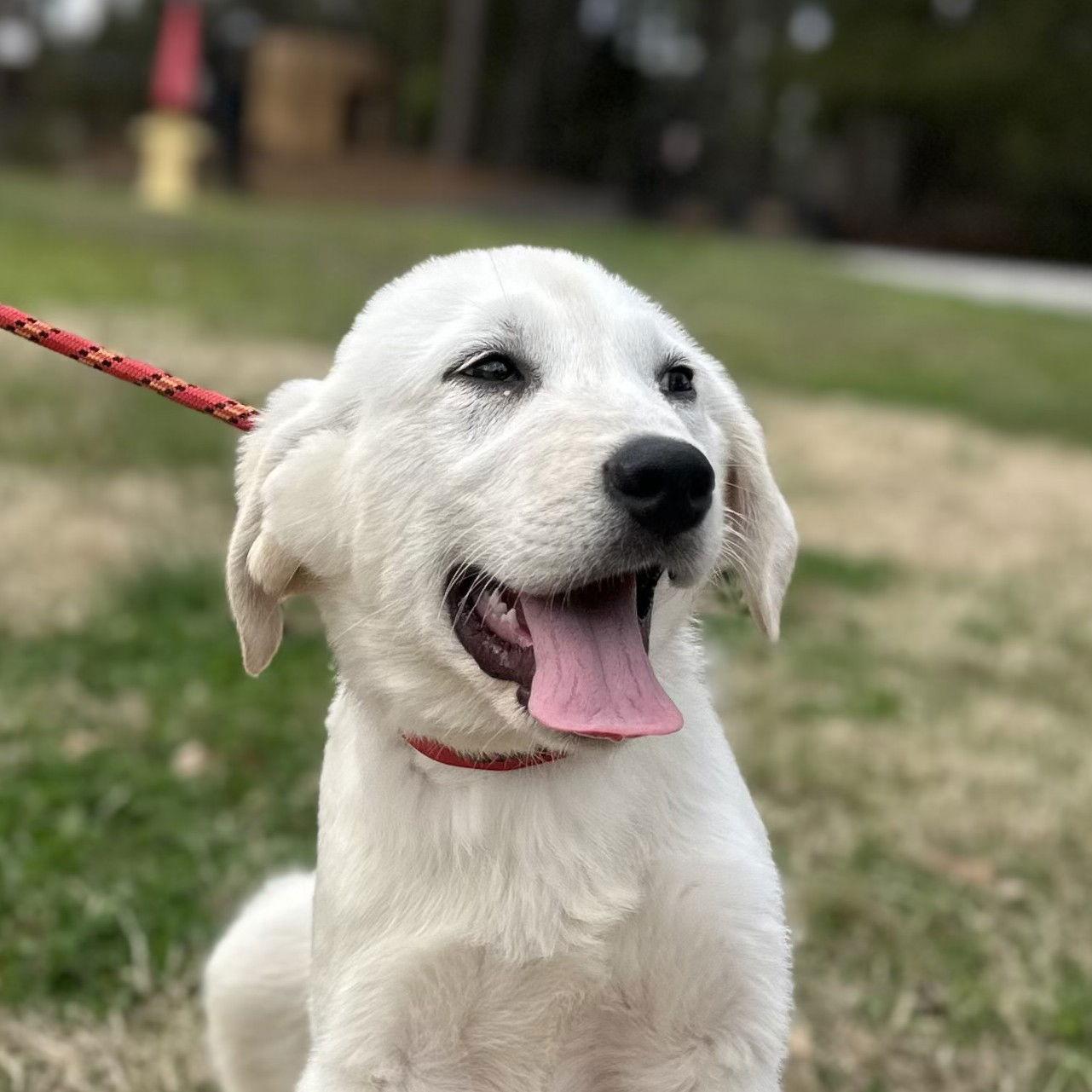Enlarge GHOSTY, a Adopted Great Pyrenees in Locust Fork, AL image 3/3