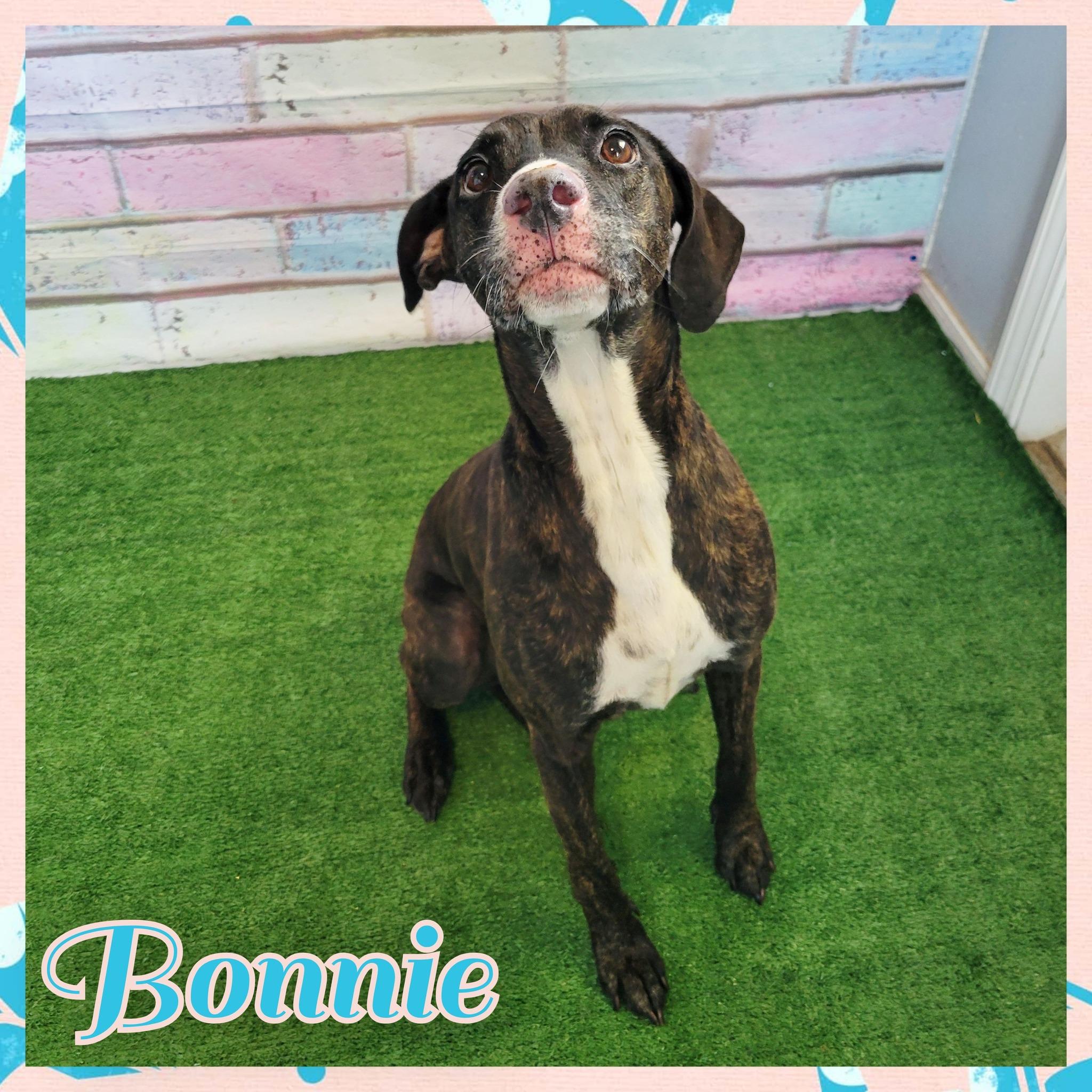 Bonnie, ADOPTABLE, Adult Female Mixed Breed.