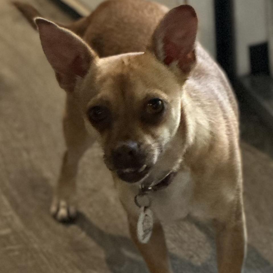 Enlarge Maggie, a Adoptable Chihuahua in San Saba, TX image 1/2