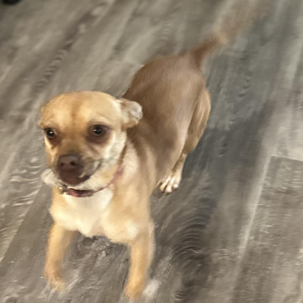 Enlarge Maggie, a Adoptable Chihuahua in San Saba, TX image 2/2