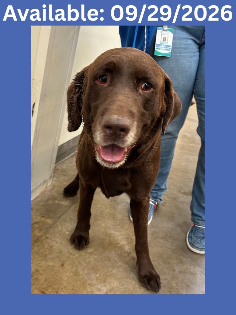 Enlarge Dog Kennel #32, a Adoptable mixed breed in Greenville, TX image 1/1