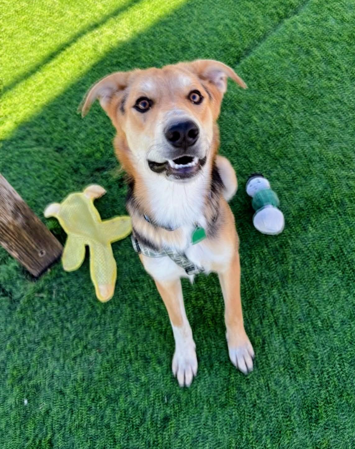 Enlarge Jerry, a Adoptable mixed breed in Evergreen, CO image 6/6