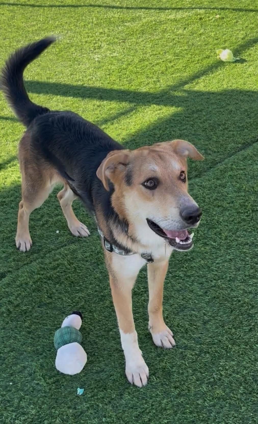 Enlarge Jerry, a Adoptable mixed breed in Evergreen, CO image 4/6