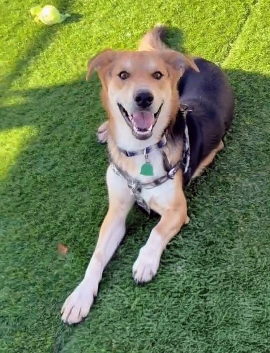 Jerry, Adoptable, Adult Male Shepherd & Mixed Breed.