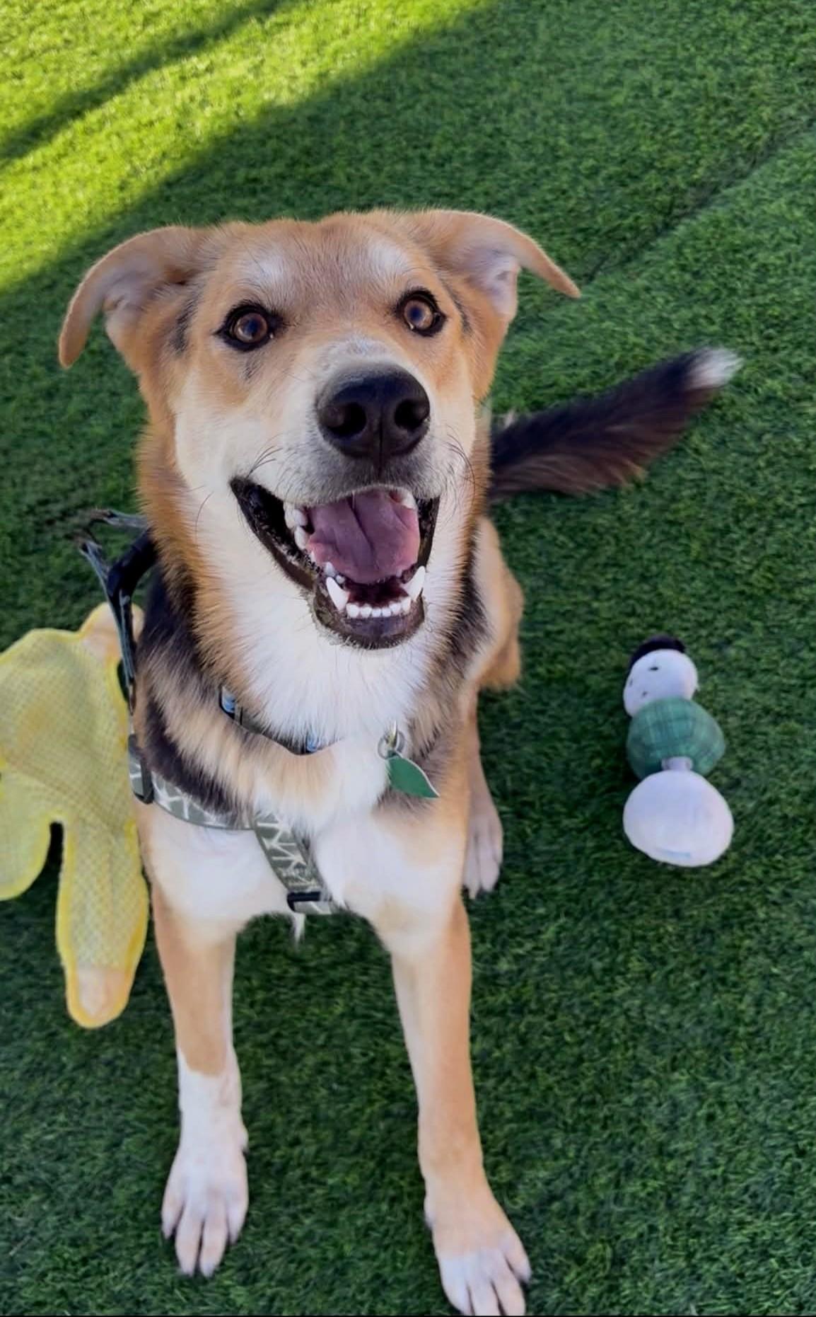 Enlarge Jerry, a Adoptable mixed breed in Evergreen, CO image 3/6