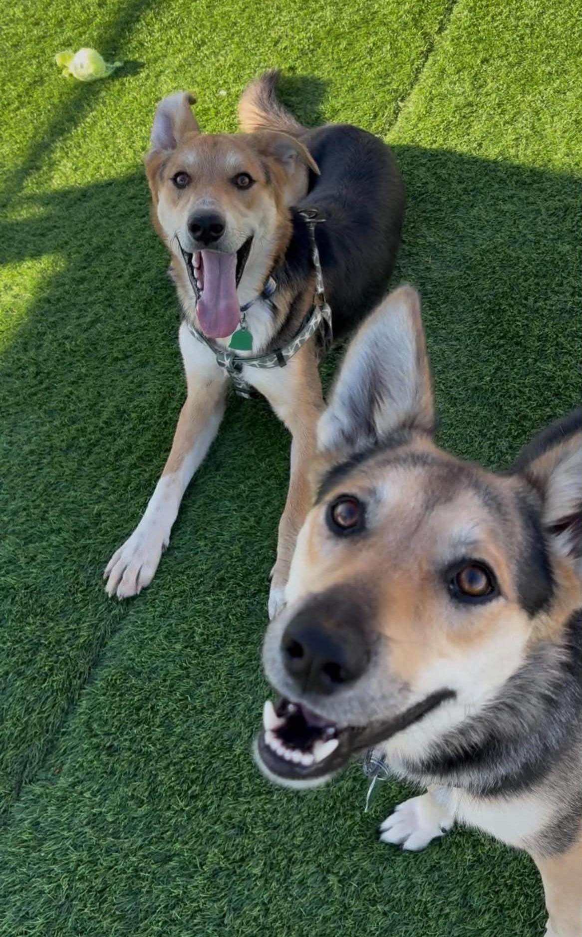 Enlarge Jerry, a Adoptable mixed breed in Evergreen, CO image 5/6