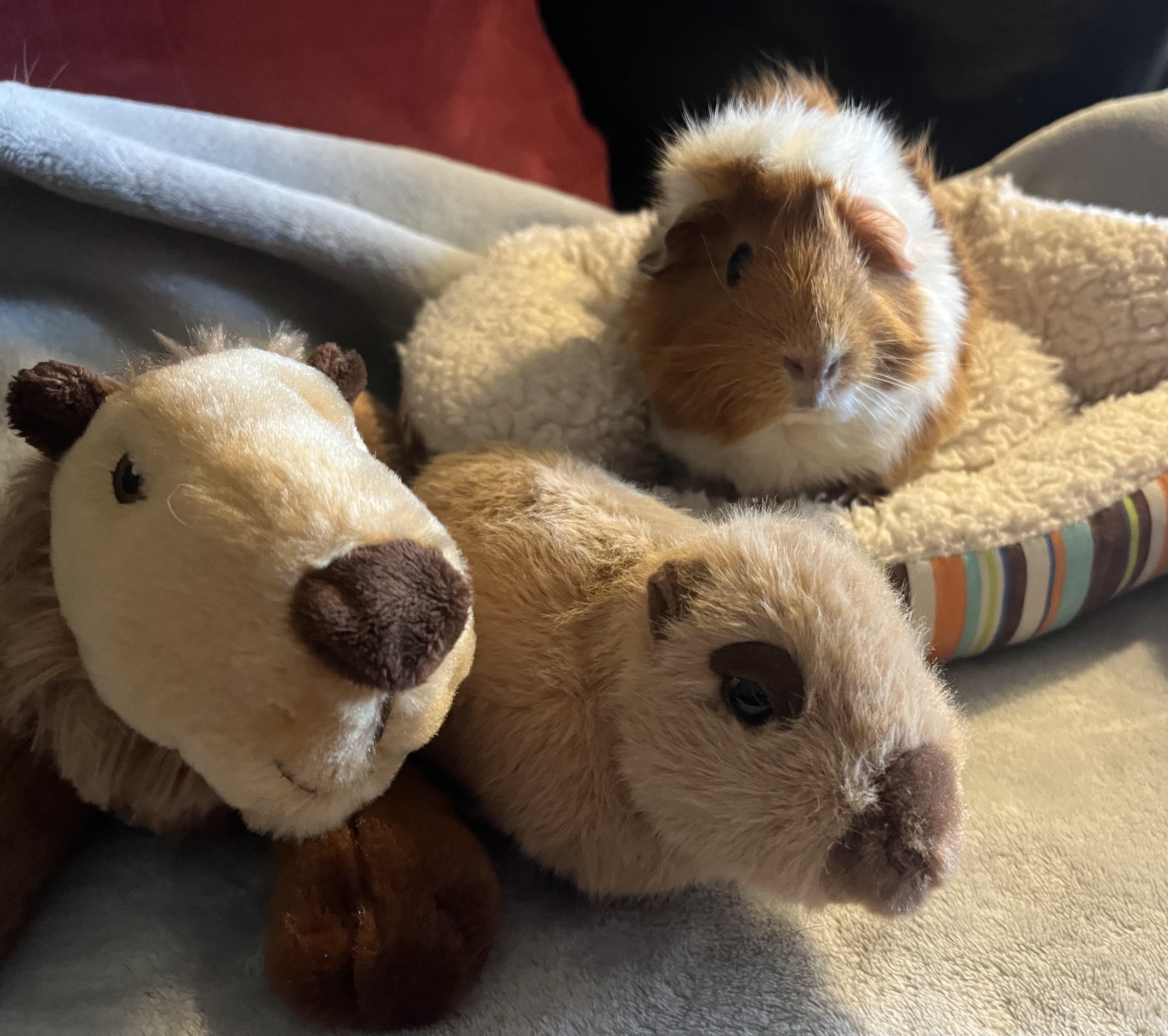 Enlarge Cordelia, a ADOPTABLE Guinea Pig in Austin, TX image 3/5