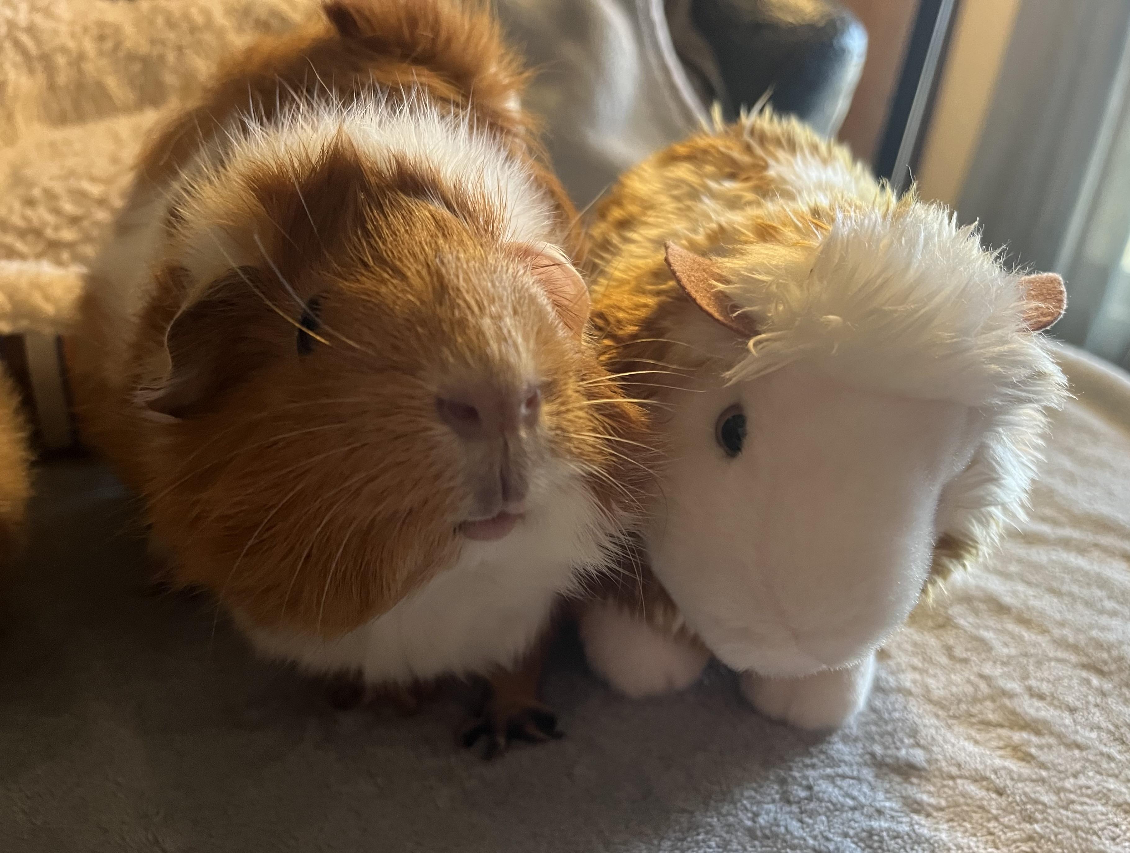 Enlarge Cordelia, a ADOPTABLE Guinea Pig in Austin, TX image 5/5
