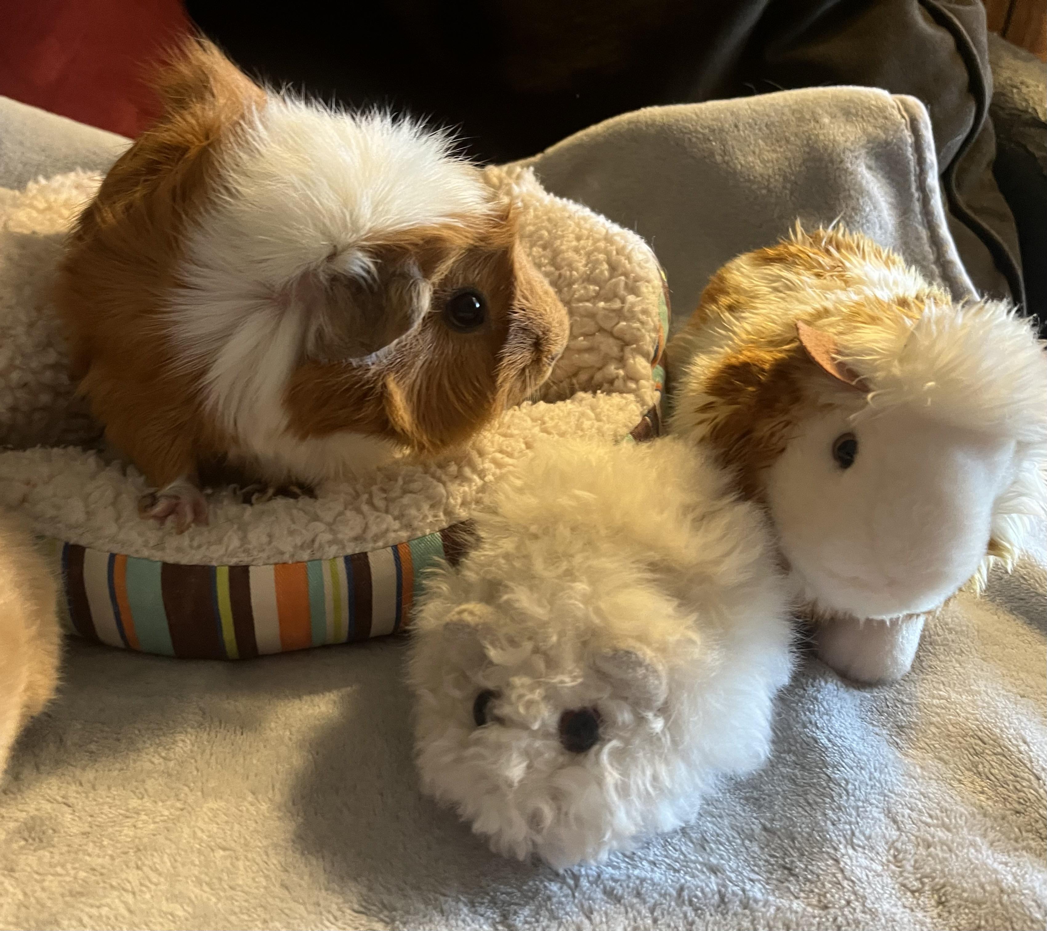 Enlarge Cordelia, a ADOPTABLE Guinea Pig in Austin, TX image 4/5
