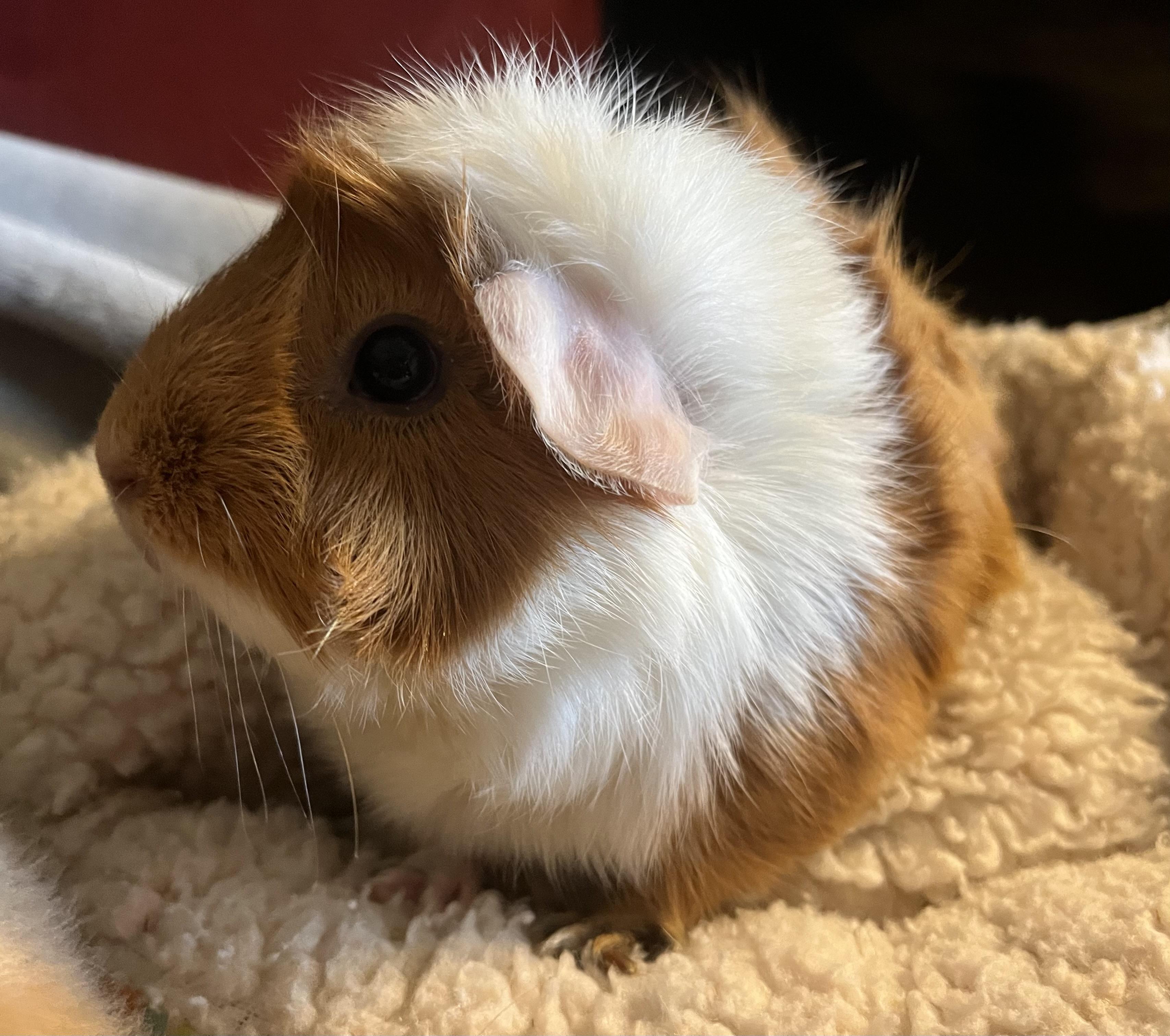 Enlarge Cordelia, a ADOPTABLE Guinea Pig in Austin, TX image 2/5