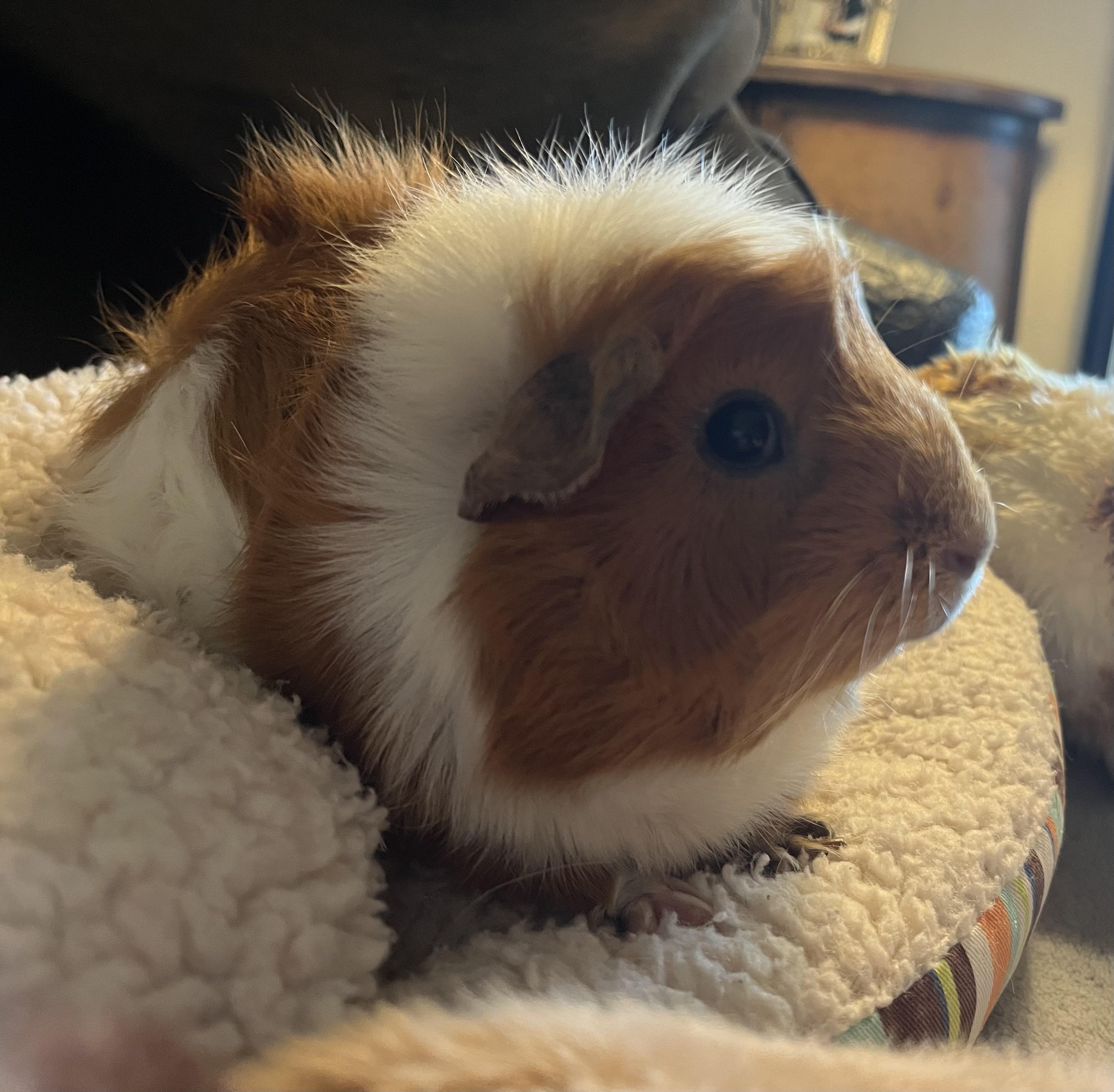 Cordelia, ADOPTABLE, Adult Female Guinea Pig.