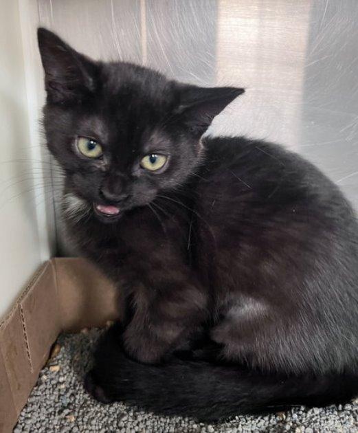 Enlarge Scarlet, a Adoptable Domestic Short Hair in Carrollton, GA image 1/3