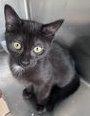 Enlarge Scarlet, a Adoptable Domestic Short Hair in Carrollton, GA image 2/3