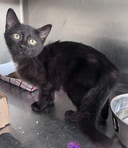 Enlarge Scarlet, a Adoptable Domestic Short Hair in Carrollton, GA image 3/3