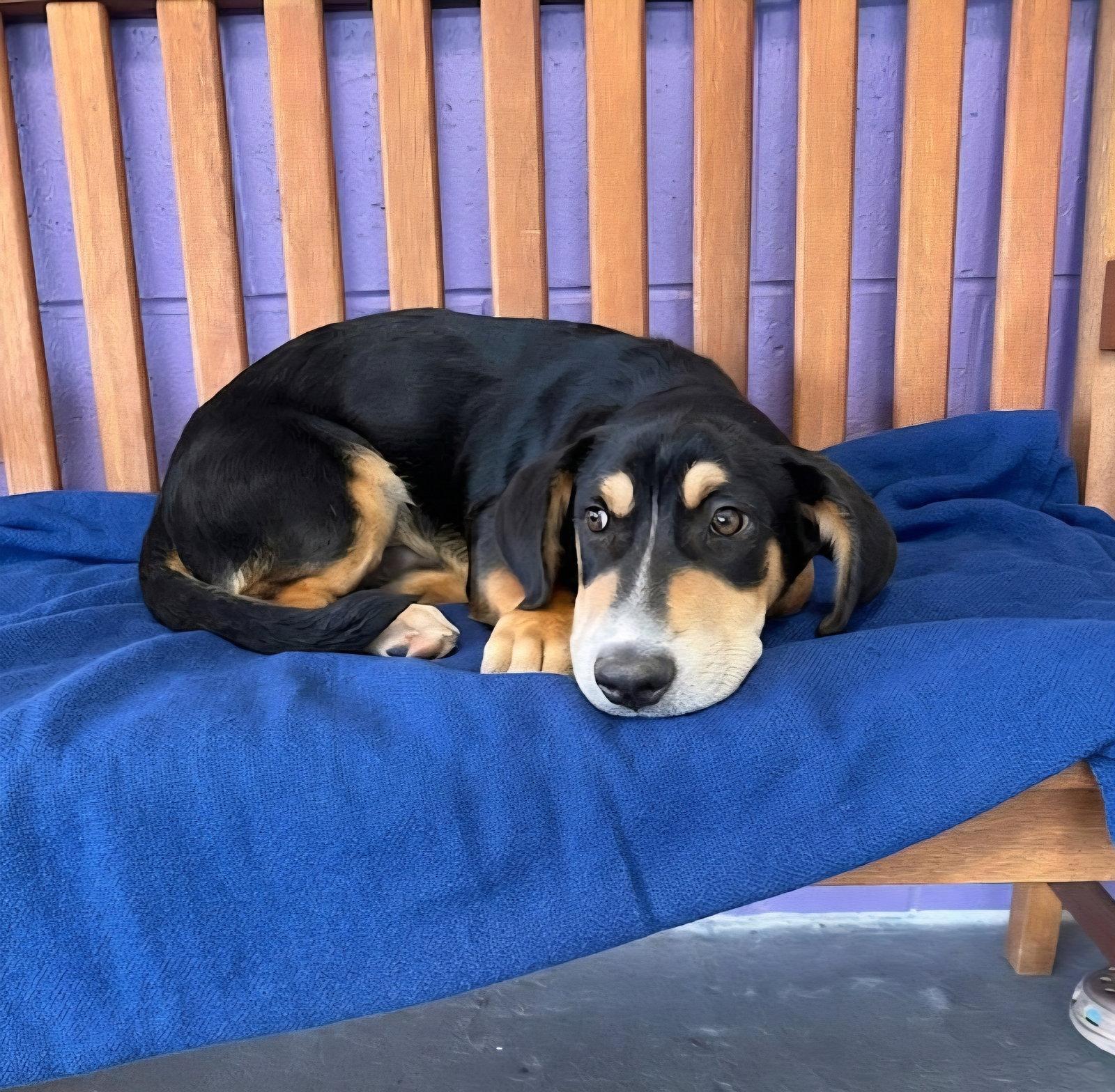 Enlarge **FURY**, a Adoptable Basset Hound in North Prairie, WI image 1/2