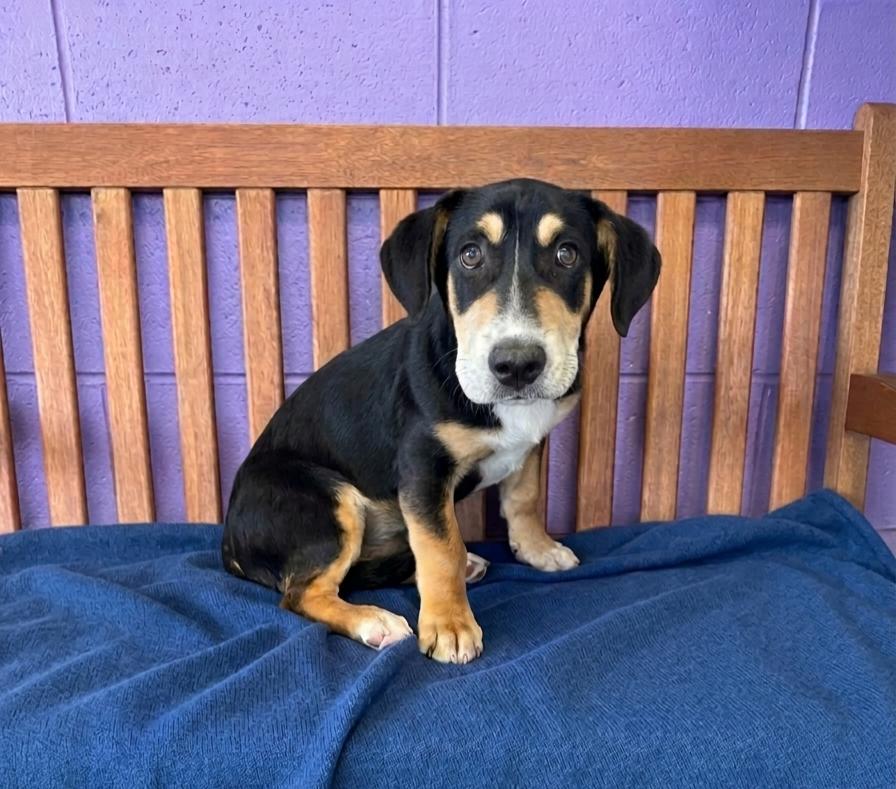Enlarge **FURY**, a Adoptable Basset Hound in North Prairie, WI image 2/2