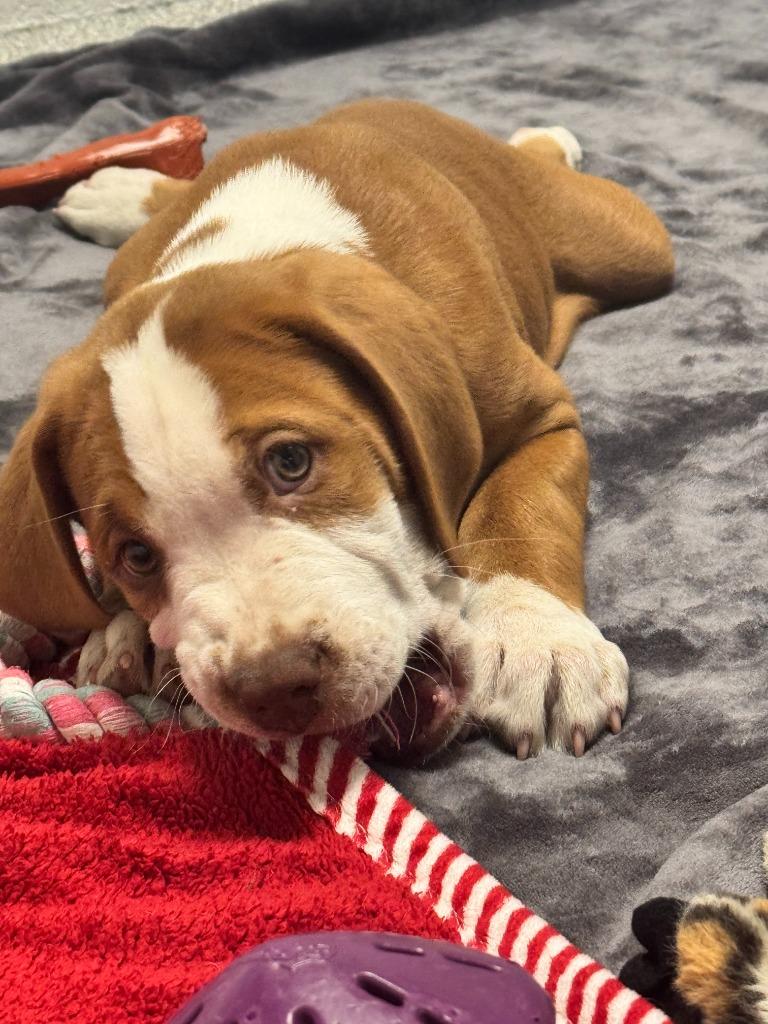 Enlarge Murtagh, a Adoptable mixed breed in Phoenix, AZ image 2/5