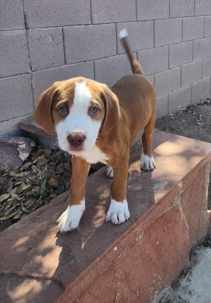 Enlarge Murtagh, a Adoptable mixed breed in Phoenix, AZ image 3/5
