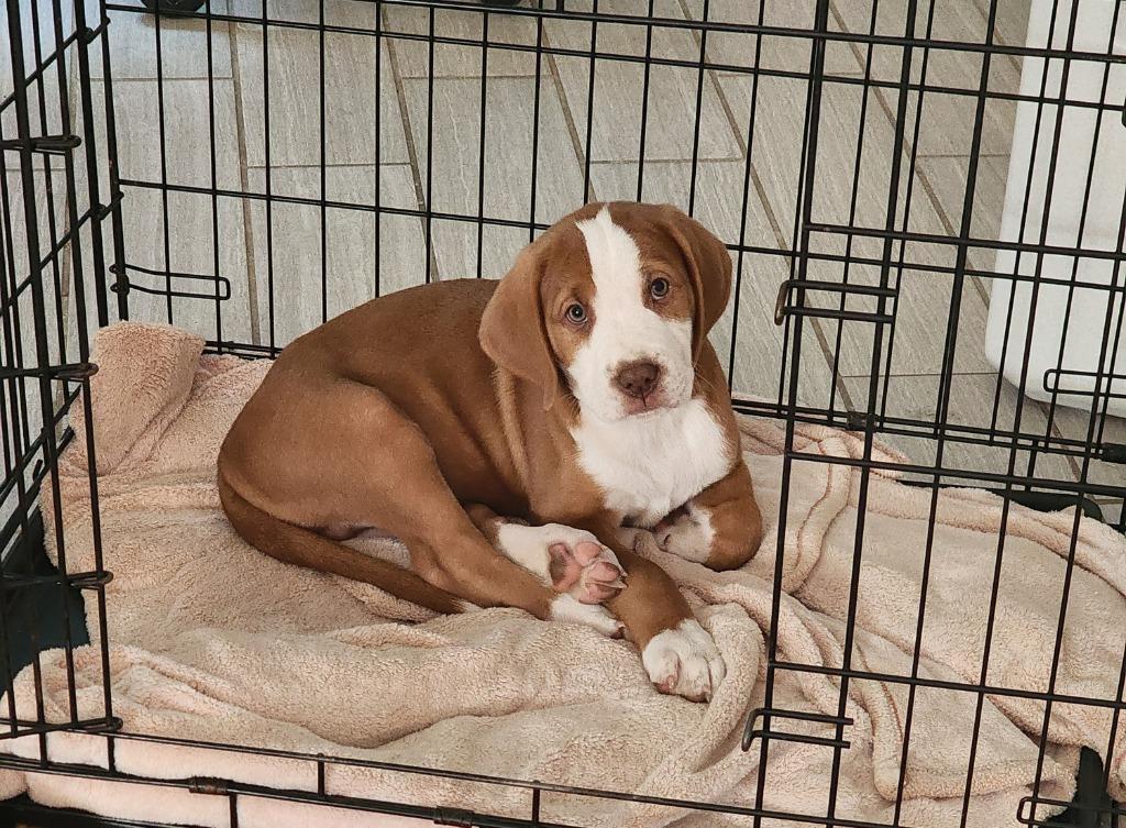 Enlarge Murtagh, a Adoptable mixed breed in Phoenix, AZ image 4/5