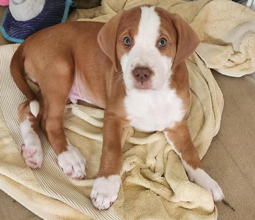 Enlarge Murtagh, a Adoptable mixed breed in Phoenix, AZ image 5/5