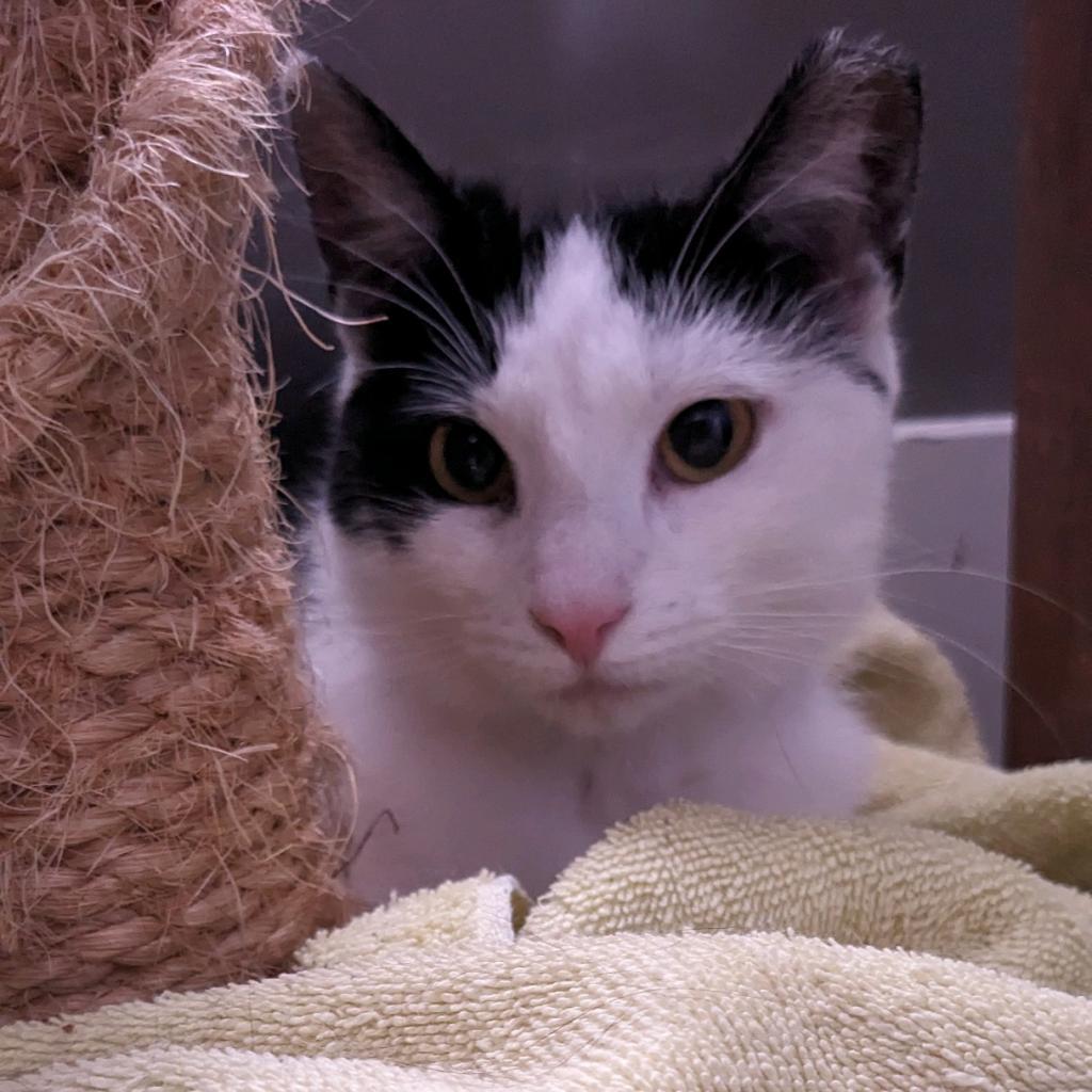 Roxy, Adoptable, Adult Female Domestic Short Hair.