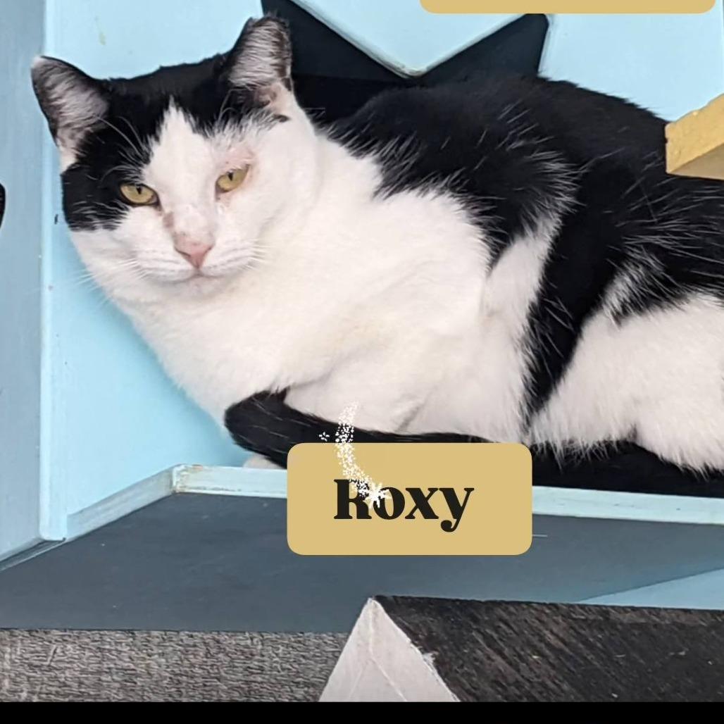 Enlarge Roxy, a Adoptable Domestic Short Hair in Pittsburgh, PA image 2/4