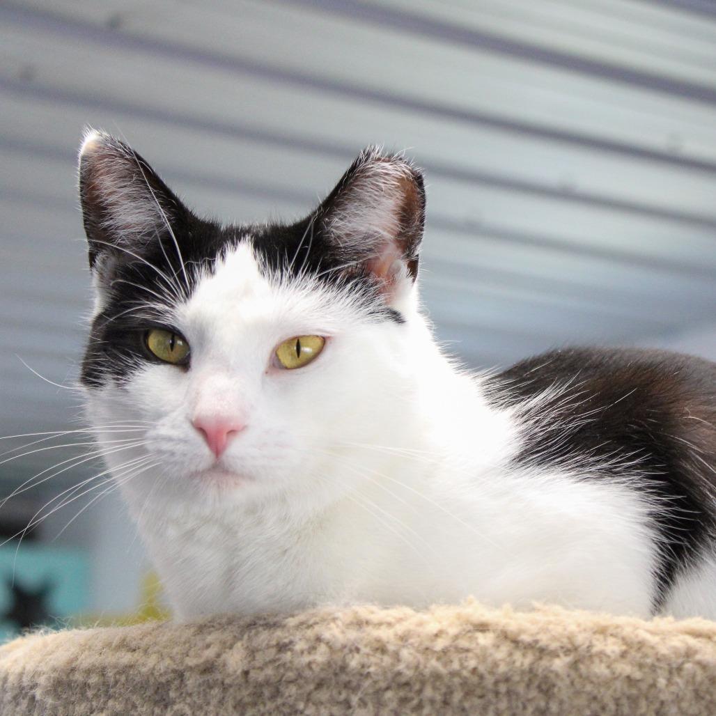 Enlarge Roxy, a Adoptable Domestic Short Hair in Pittsburgh, PA image 3/4