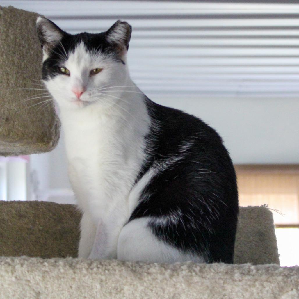 Enlarge Roxy, a Adoptable Domestic Short Hair in Pittsburgh, PA image 4/4