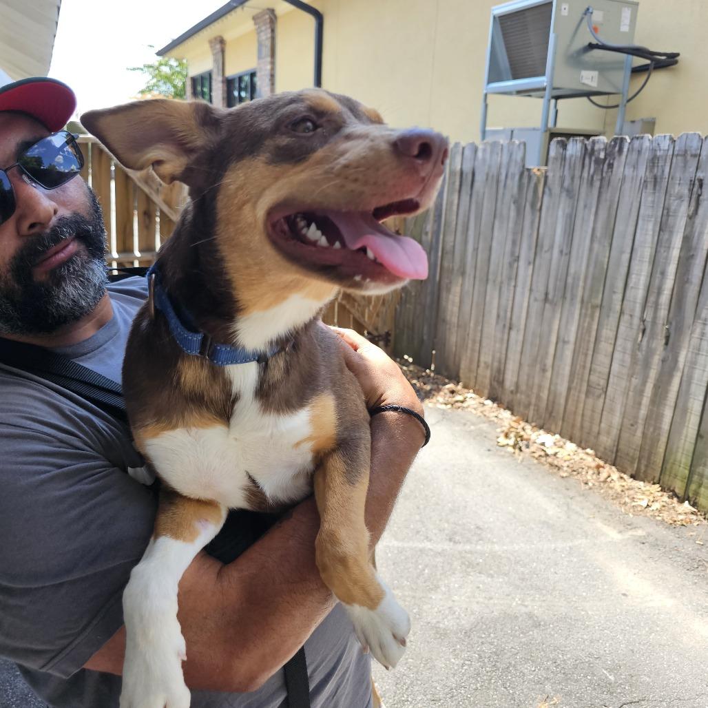 Enlarge Brownie II 26-088, a Adoptable mixed breed in Little Rock, AR image 1/6