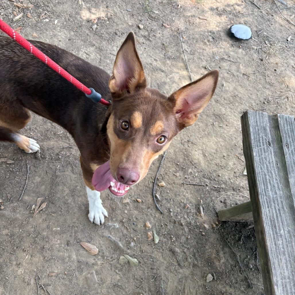 Enlarge Brownie II 26-088, a Adoptable mixed breed in Little Rock, AR image 2/6