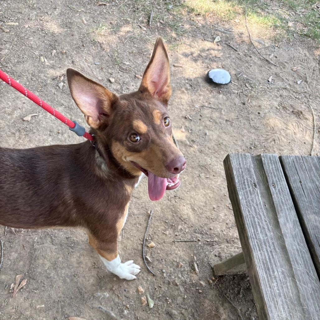 Enlarge Brownie II 26-088, a Adoptable mixed breed in Little Rock, AR image 3/6