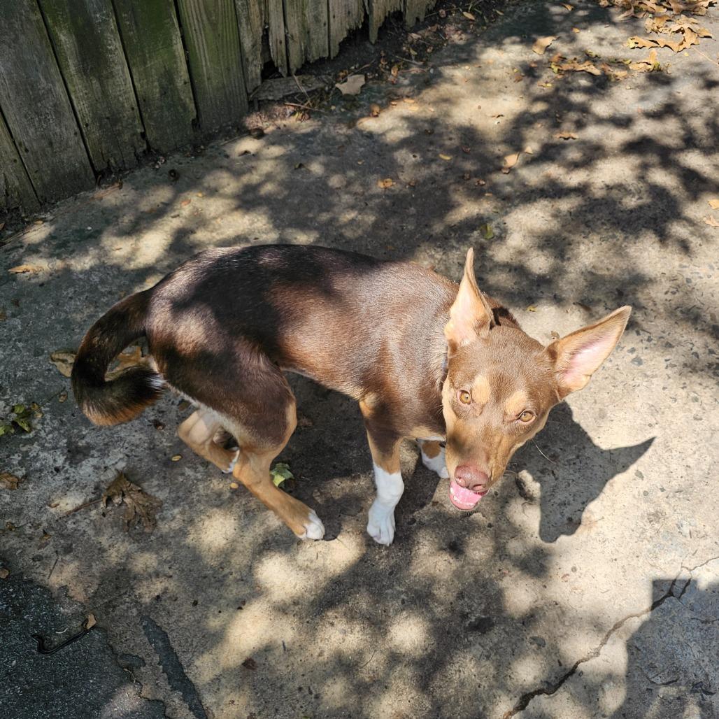 Enlarge Brownie II 26-088, a Adoptable mixed breed in Little Rock, AR image 4/6