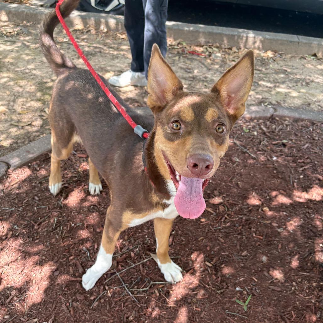 Enlarge Brownie II 26-088, a Adoptable mixed breed in Little Rock, AR image 6/6