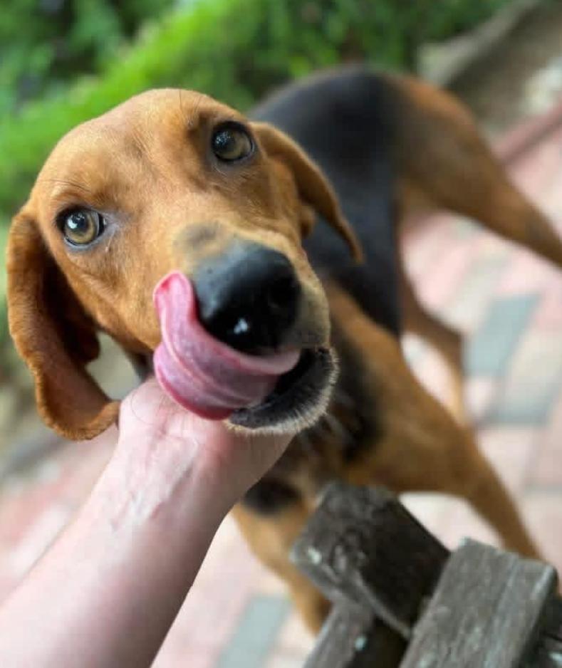 Enlarge Rose, a ADOPTABLE mixed breed in Chester, MD image 2/4