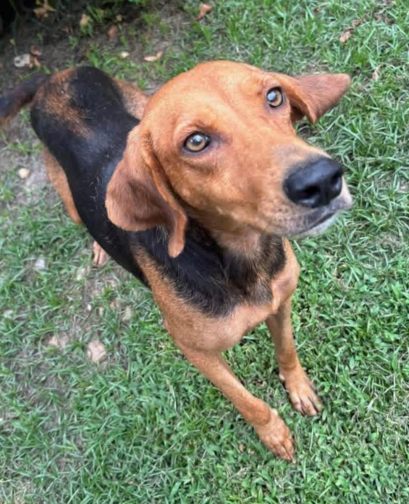Enlarge Rose, a ADOPTABLE mixed breed in Chester, MD image 4/4