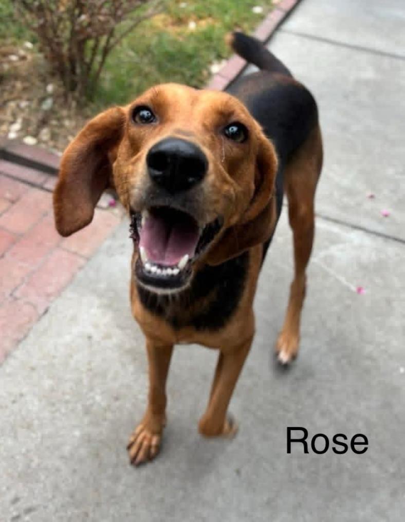 Enlarge Rose, a ADOPTABLE mixed breed in Chester, MD image 3/4