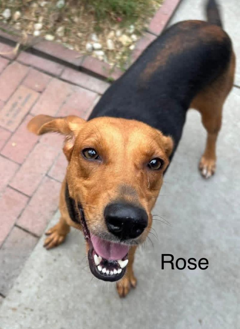 Enlarge Rose, a ADOPTABLE mixed breed in Chester, MD image 1/4