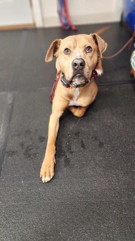 Enlarge Baren, a Adoptable Labrador Retriever in Denison, TX image 1/3