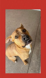 Enlarge Baren, a Adoptable Labrador Retriever in Denison, TX image 2/3