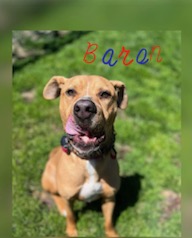 Enlarge Baren, a Adoptable Labrador Retriever in Denison, TX image 3/3