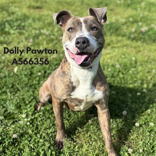 DOLLY PAWTON, Adoptable, Adult Female Pit Bull Terrier & Mixed Breed.
