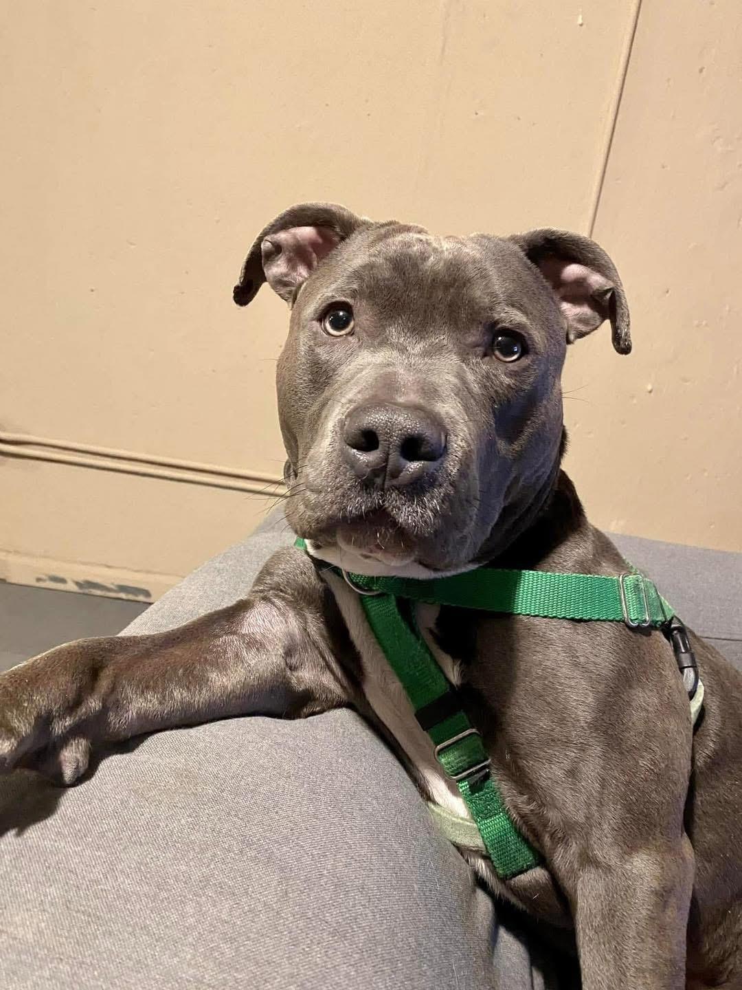 Marcus, a Adoptable Mixed Breed in Blue Island, IL image 2/5