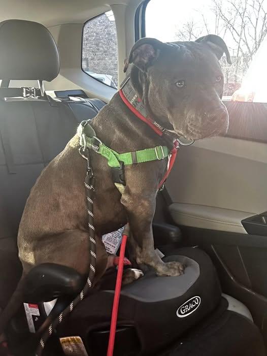 Marcus, a Adoptable Mixed Breed in Blue Island, IL image 4/5