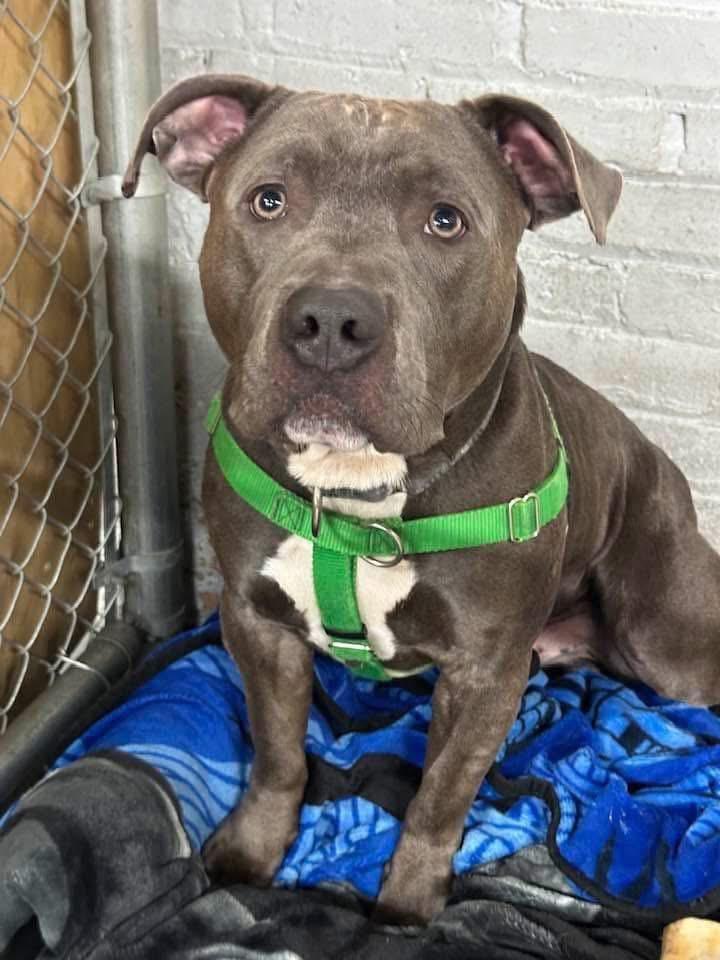 Marcus, a Adoptable Mixed Breed in Blue Island, IL image 5/5